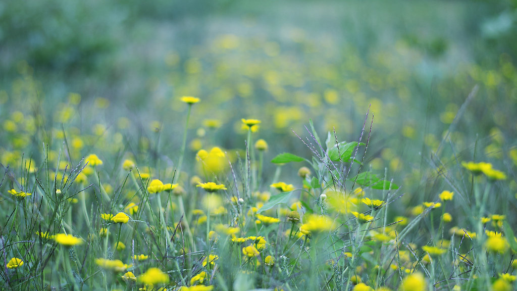 Marianna Berno bokeh di fiori